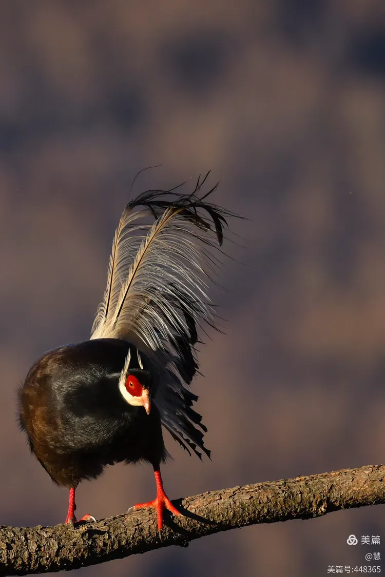 中国珍惜鸟类山西灵空山景区的褐马鸡们